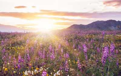 Allergy Relief in Sonoma County