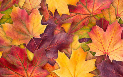 Allergies in the Fall?