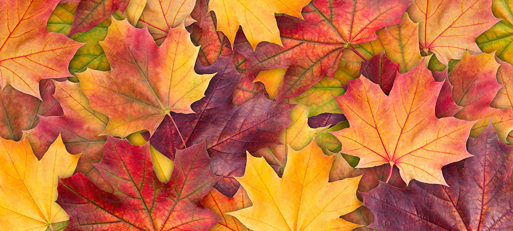 Allergies in the Fall?